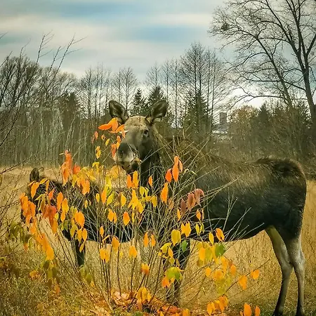 Ostoja בית נופש *
