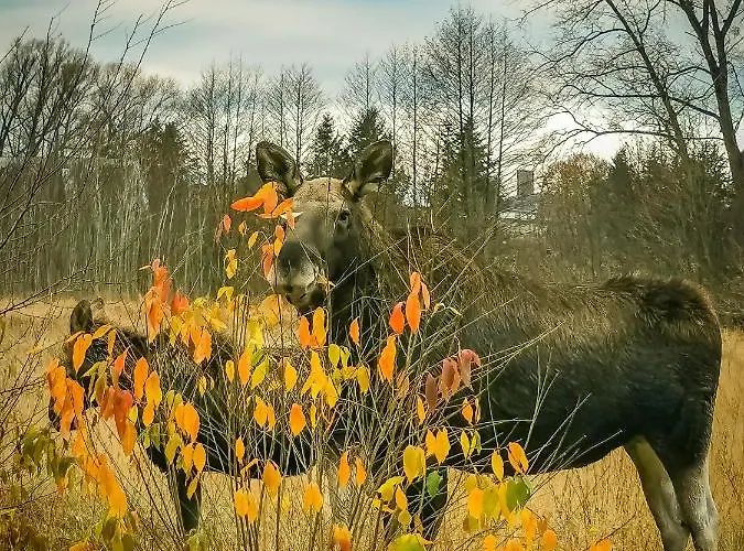 Ostoja Dom wakacyjny *